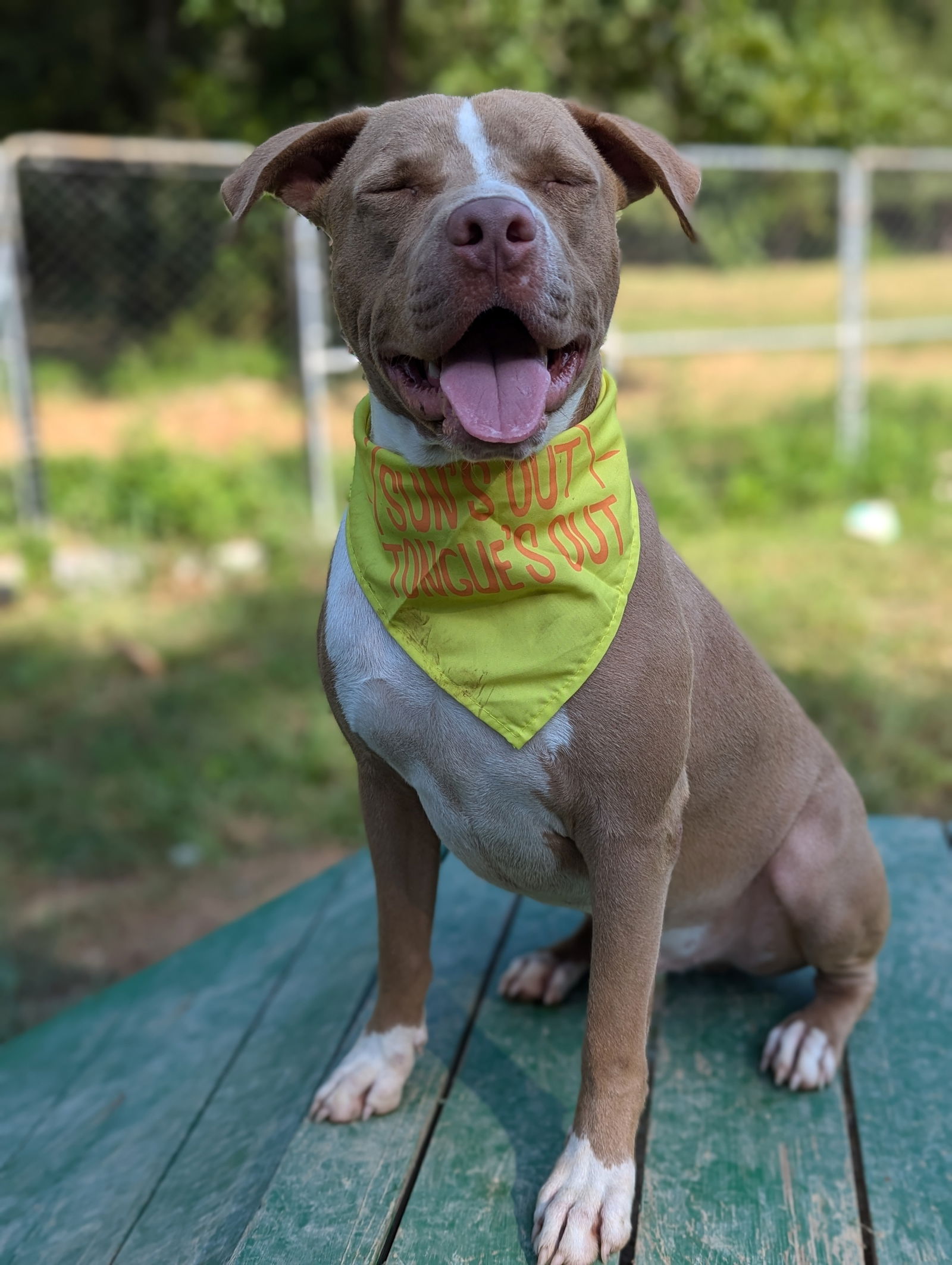 adoptable Dog in Calhoun, GA named Raleigh