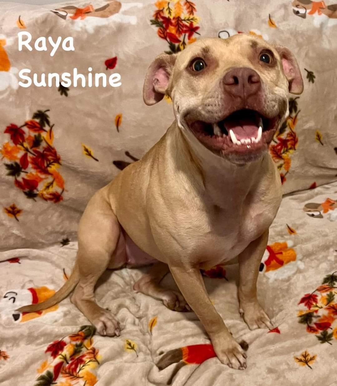 adoptable Dog in Calhoun, GA named Raya