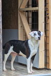 Dottie