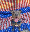 adoptable Dog in  named Chief