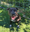 adoptable Dog in  named Stevie