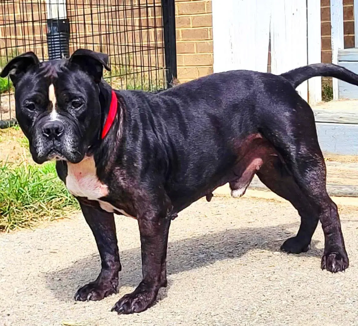 Gotti - American Bulldog