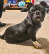 Gotti