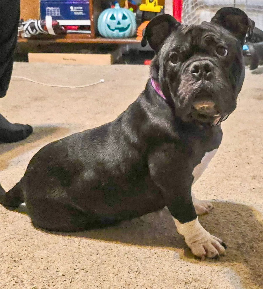 Gotti