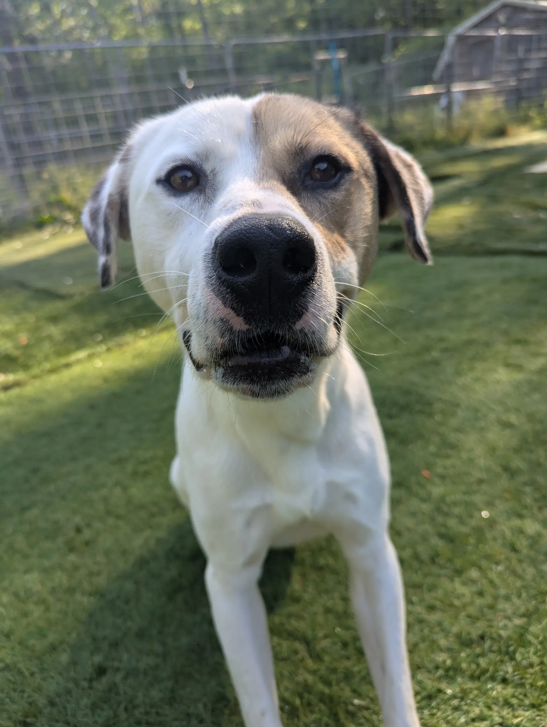 Levi - American Foxhound