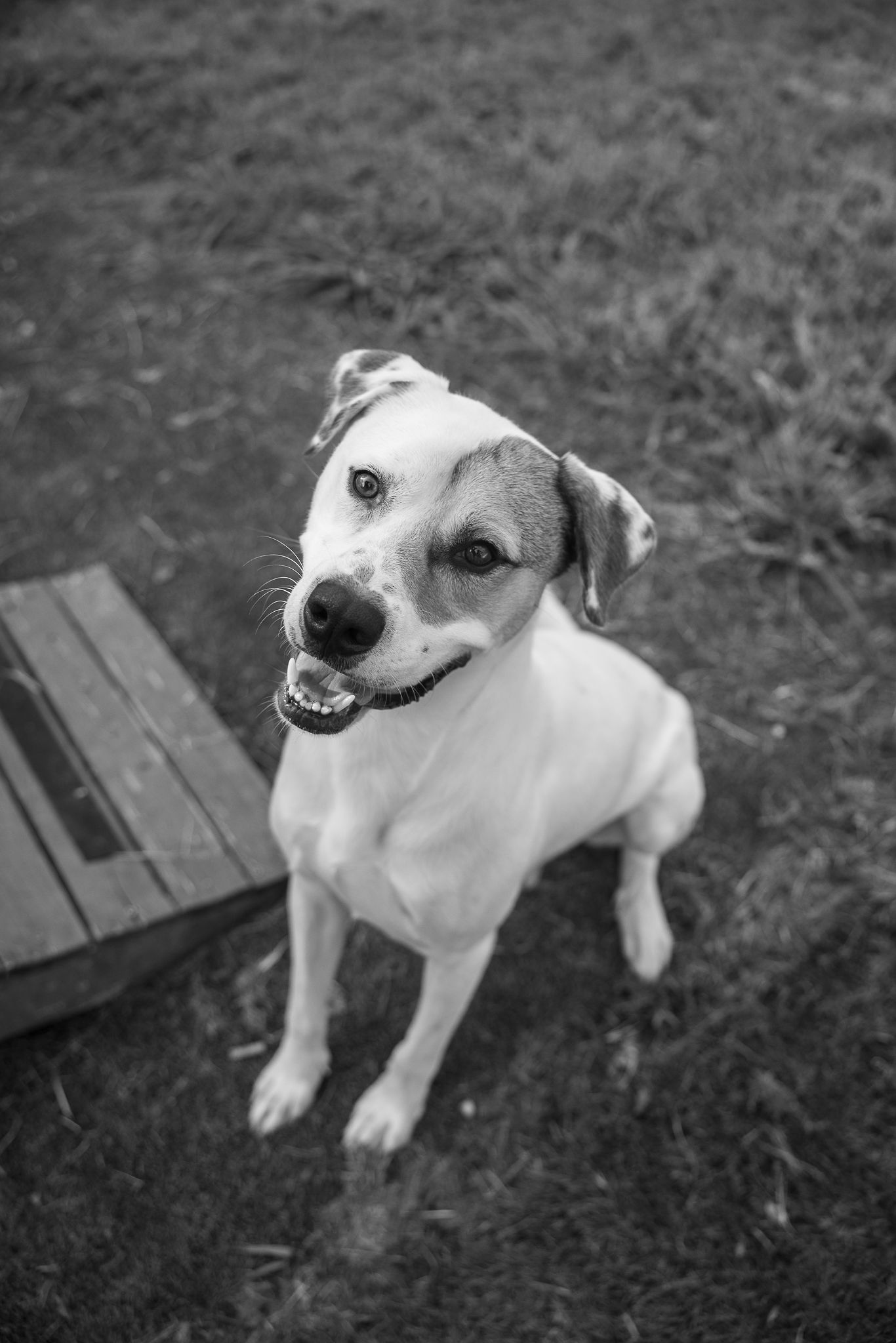 Levi, American Foxhound