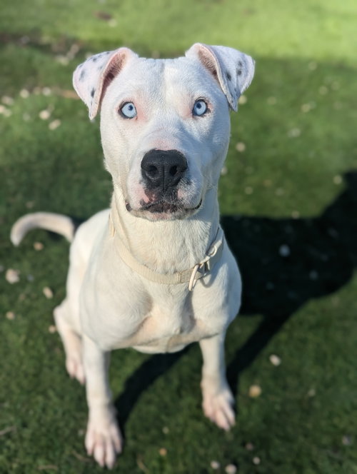 picture of the dog needing adoption