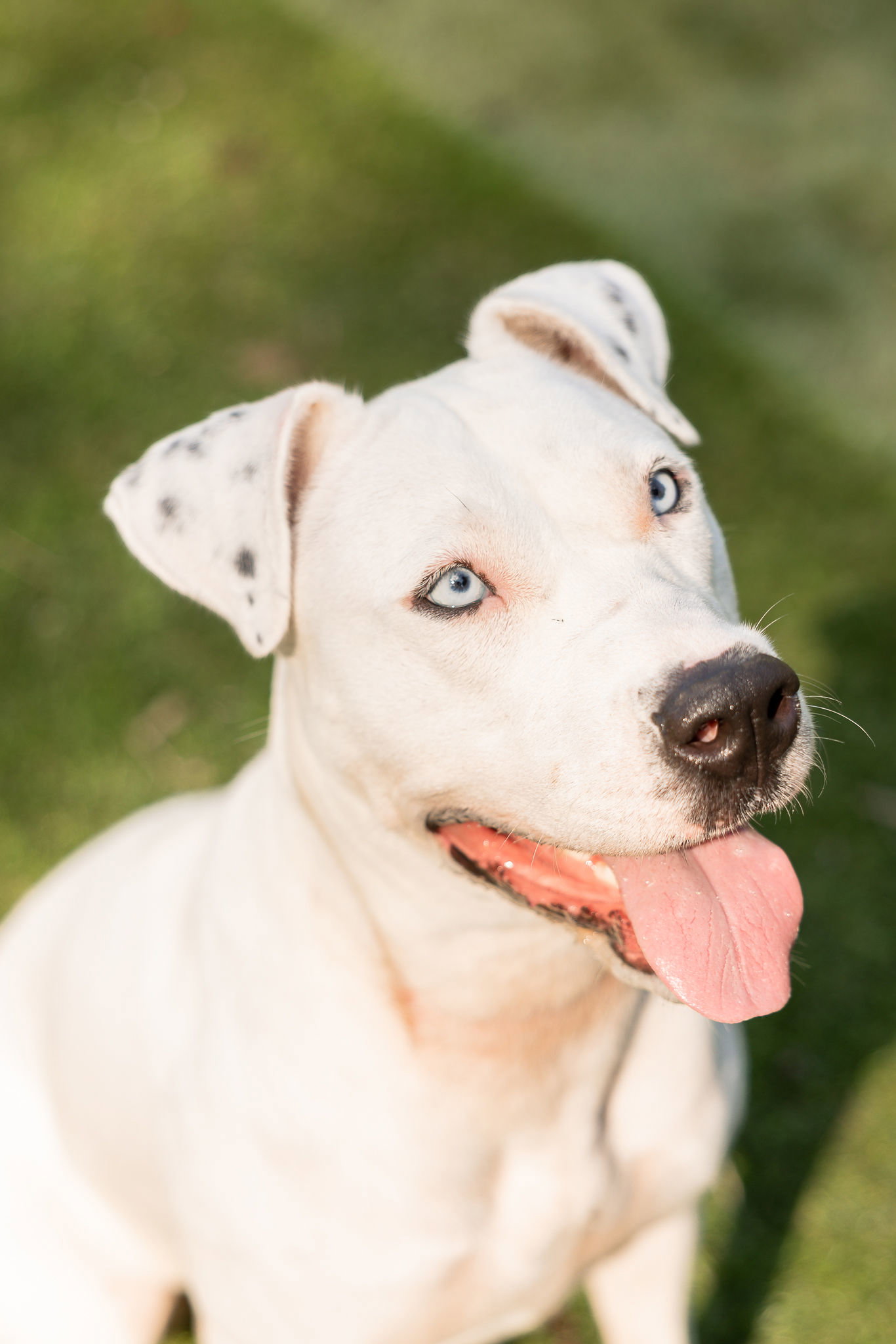 Winter, Catahoula Leopard Dog