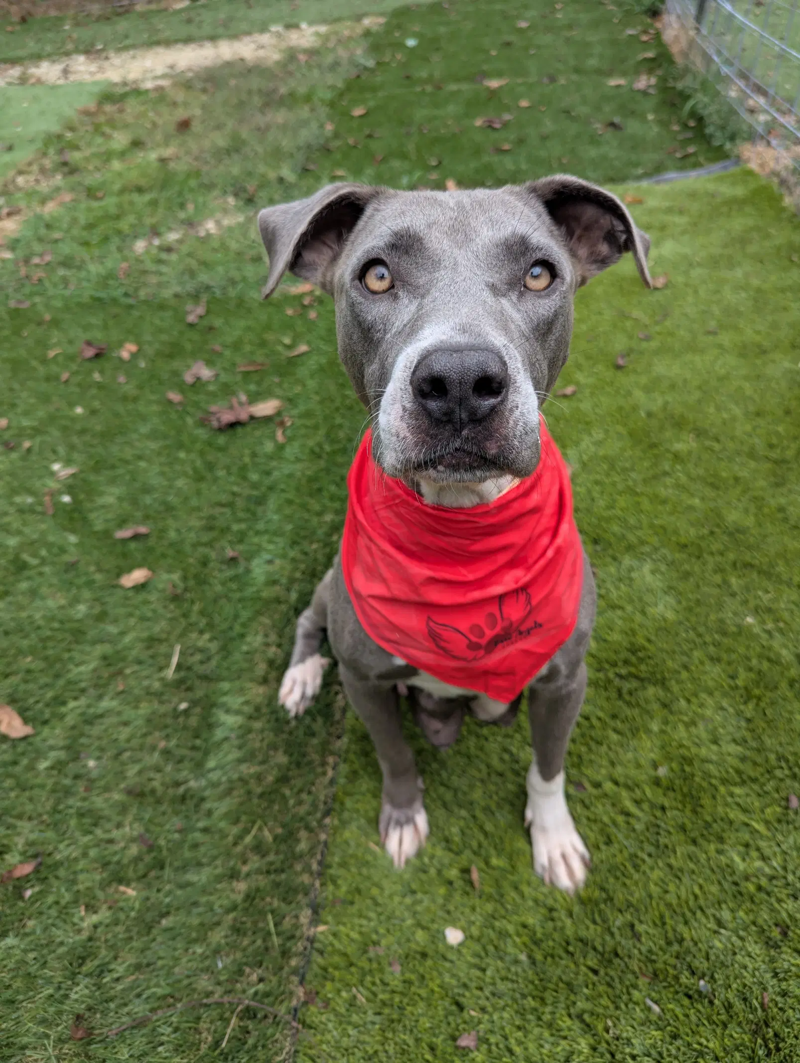 Joan Jett Jj - Weimaraner