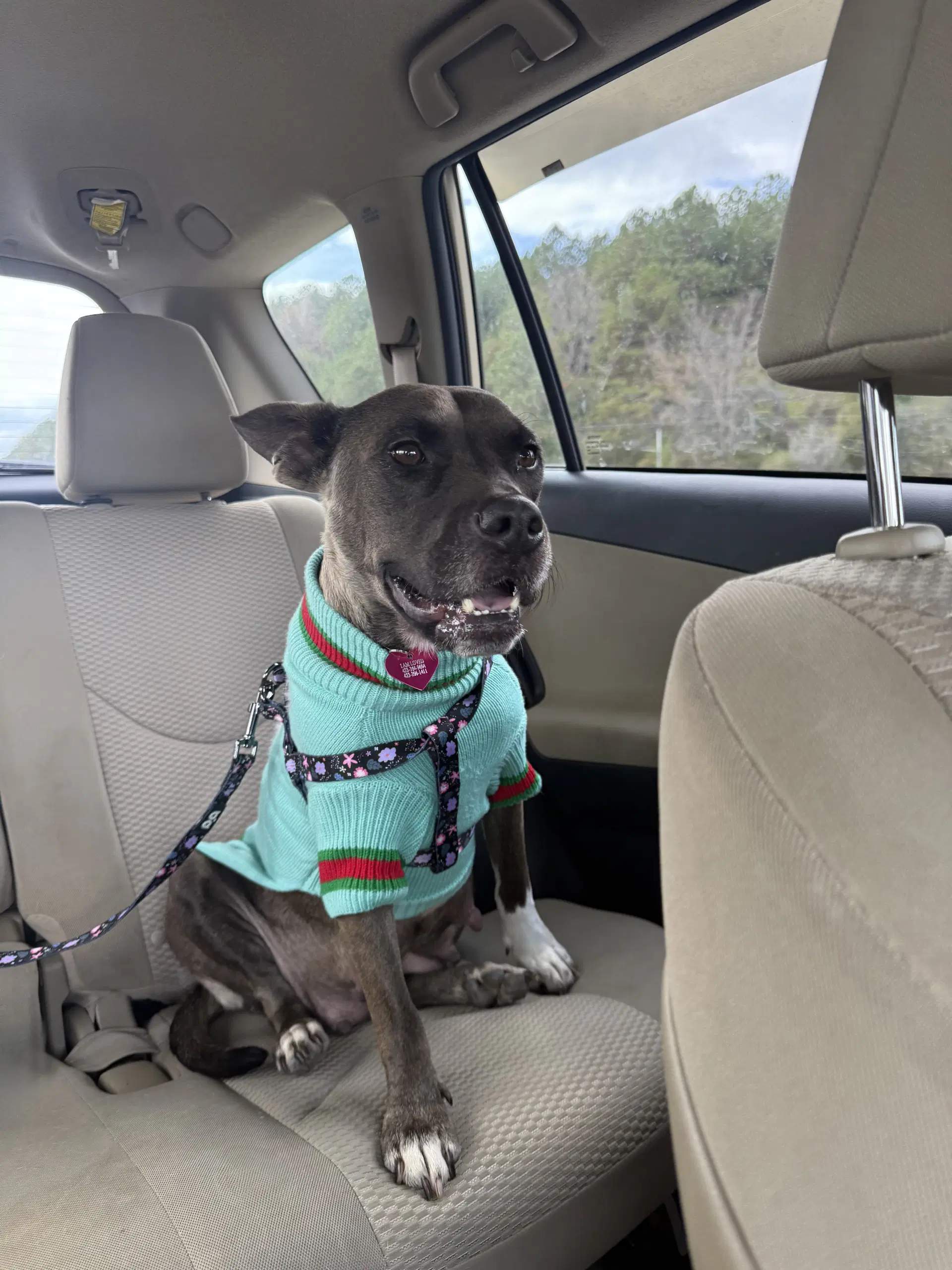 Juniper - American Pit Bull Terrier