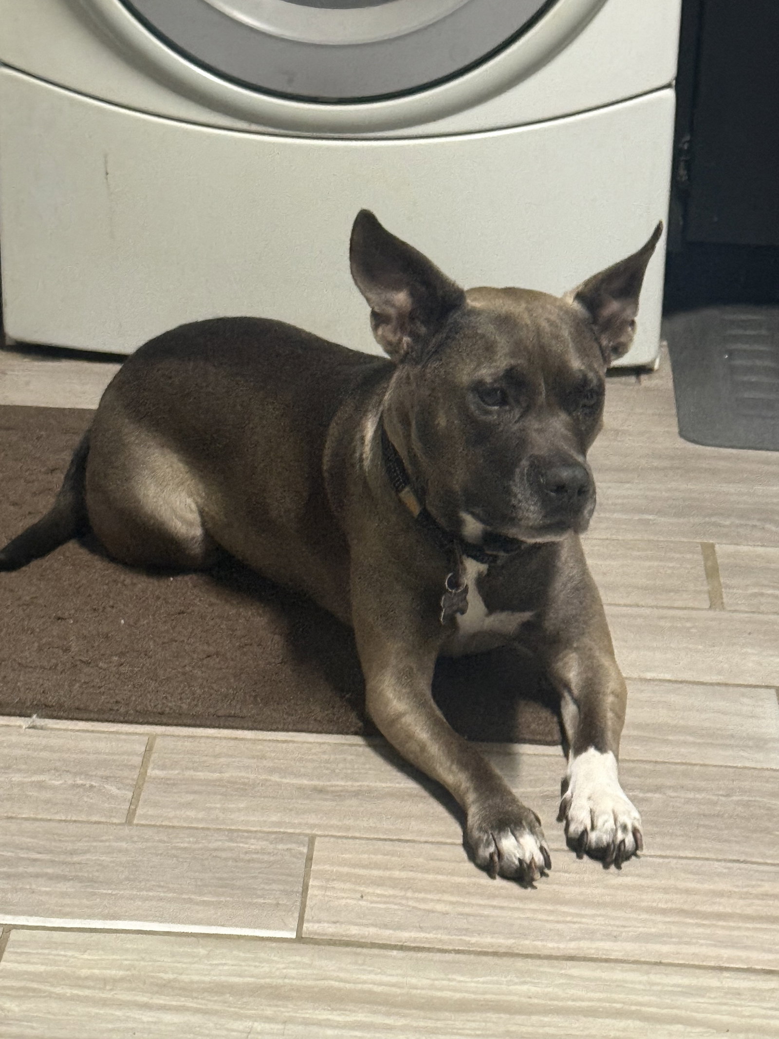 Juniper, American Pit Bull Terrier