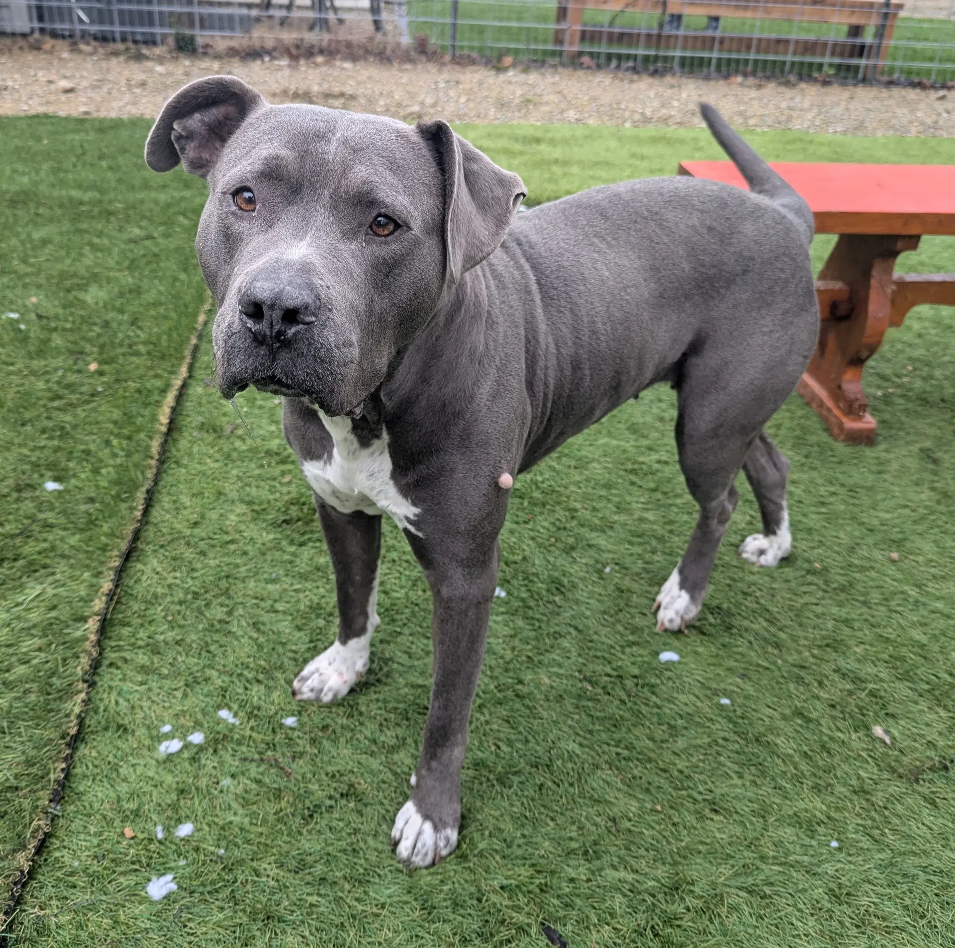Minka - American Pit Bull Terrier