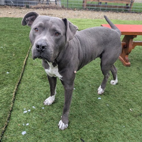 Minka, an adoptable American Pit Bull Terrier in Calhoun, GA