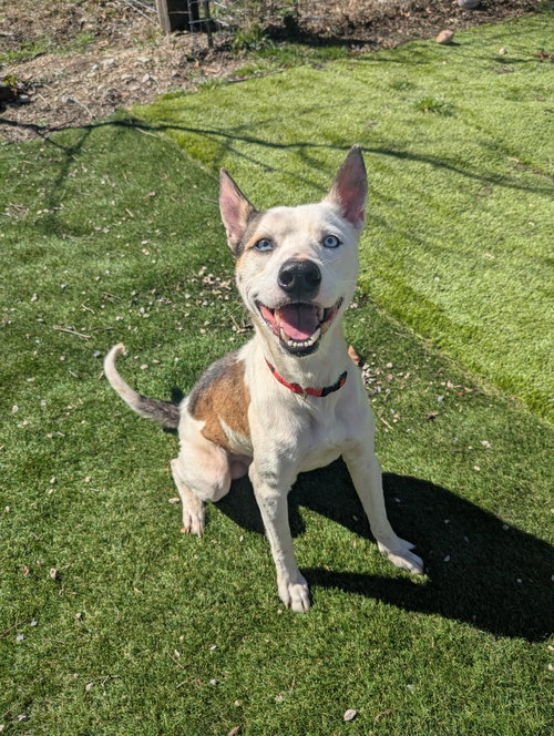 Denver, an adoptable Husky in Calhoun, GA