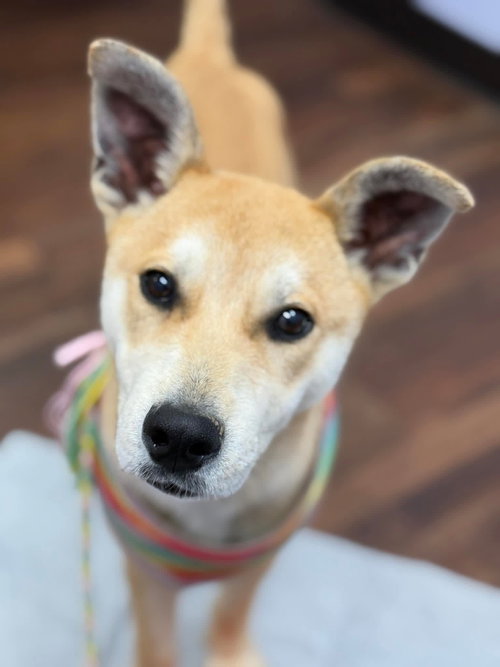 Spirit, an adoptable Shiba Inu in Calhoun, GA