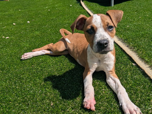 Becca, an adoptable Boxer in Calhoun, GA