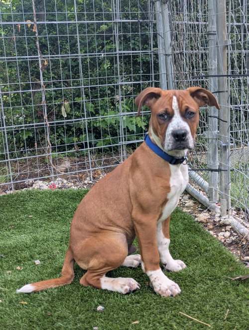 Bo, an adoptable Boxer in Calhoun, GA
