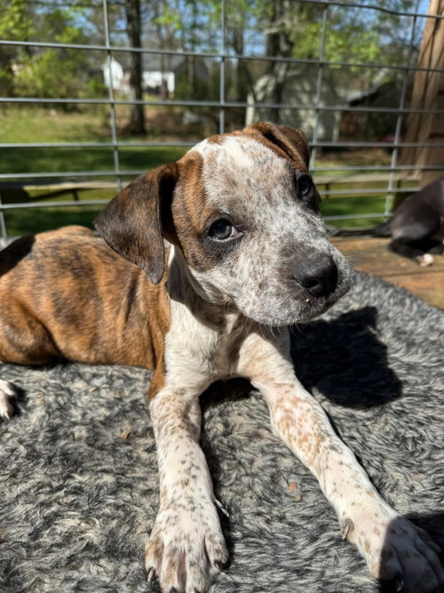 Benji, an adoptable Boxer in Calhoun, GA