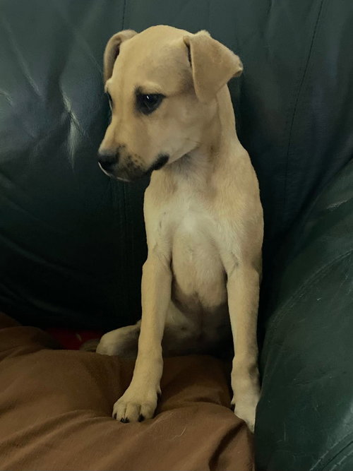 Bella, an adoptable Unknown breed in Calhoun, GA