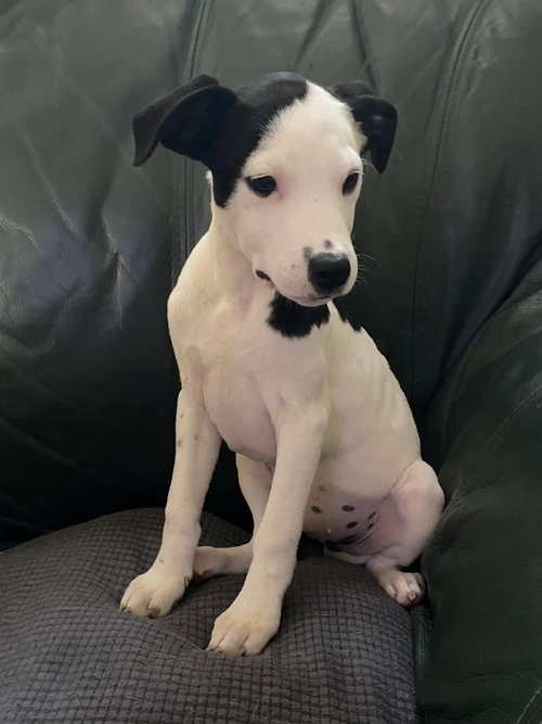 Rosalie, an adoptable Unknown breed in Calhoun, GA