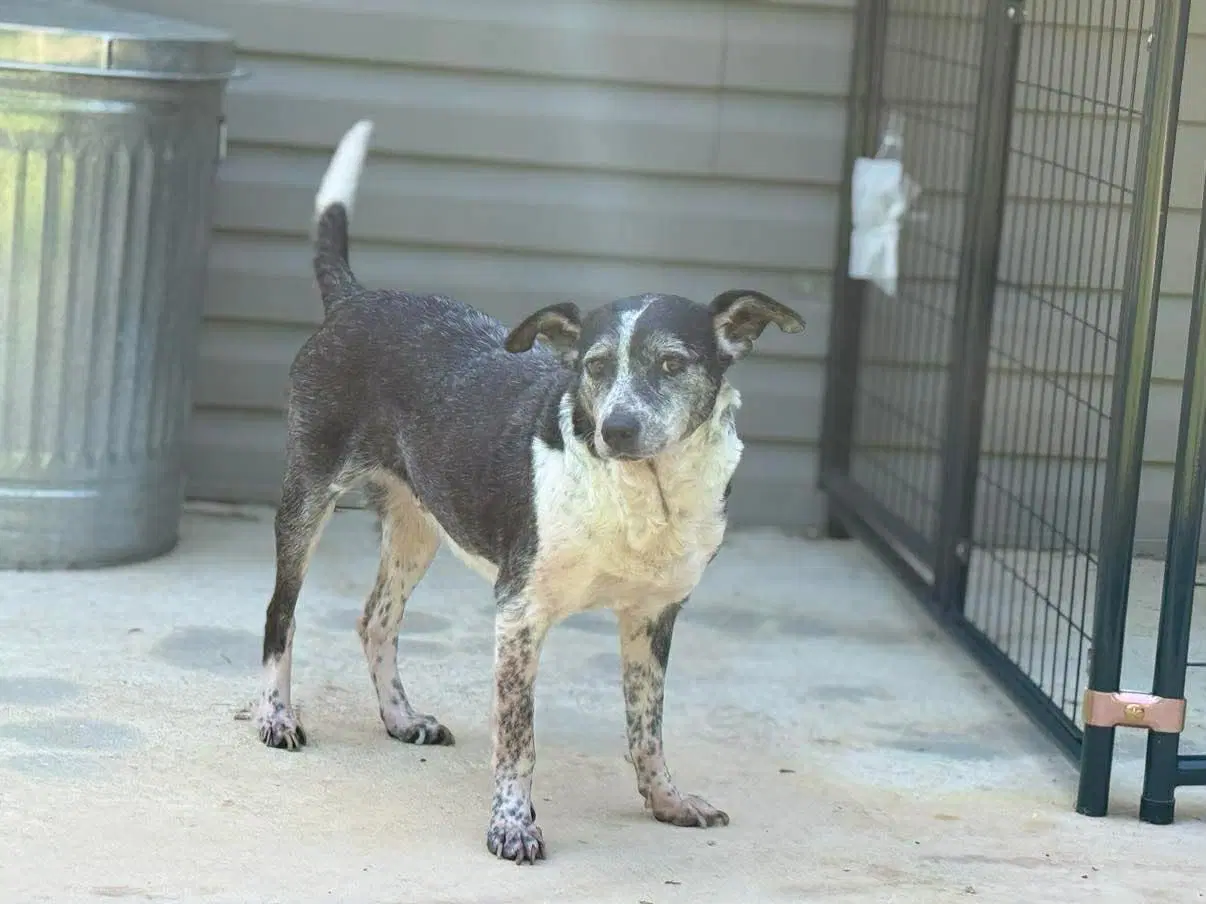 Catoosa - Australian Cattle Dog/Blue Heeler