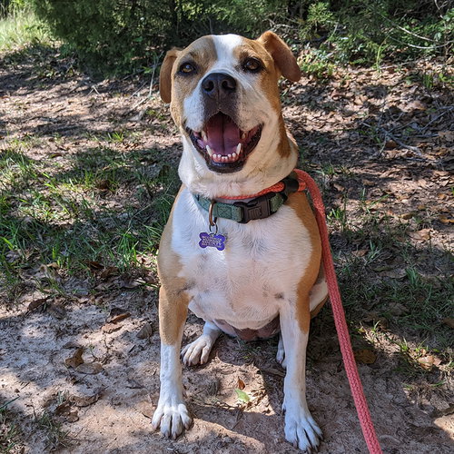 ROSALIE - Boxer available for adoption