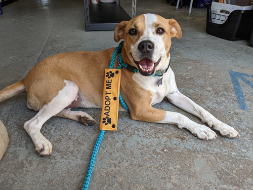 picture of the dog needing adoption