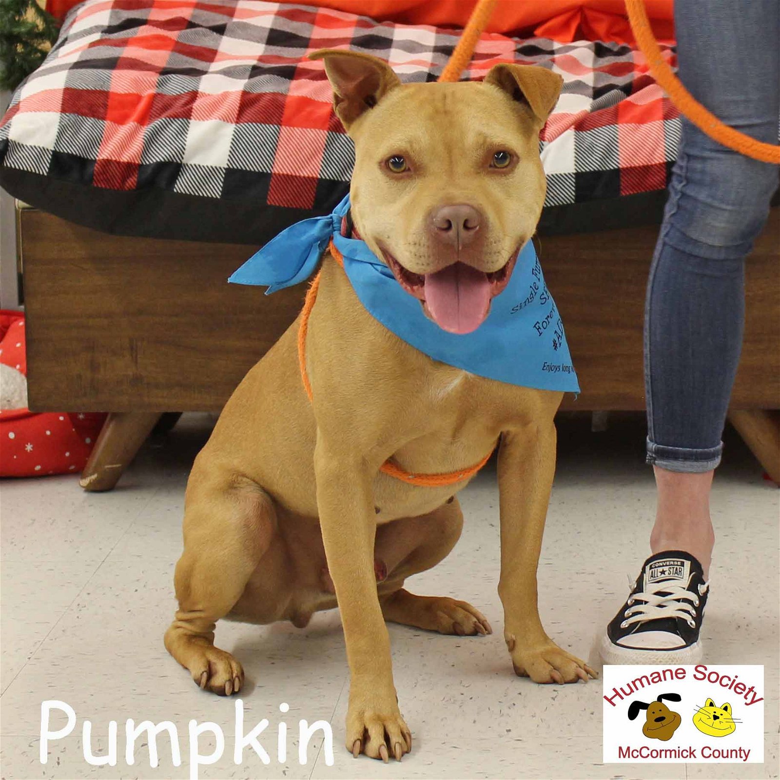 adoptable Dog in Mc Cormick, SC named Pumpkin