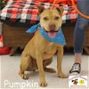 adoptable Dog in  named Pumpkin