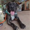 adoptable Dog in , SC named Thor