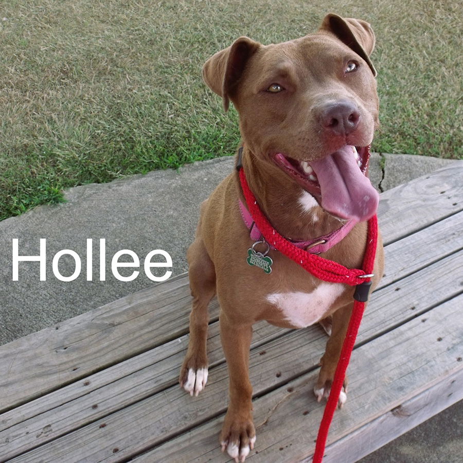 adoptable Dog in Mc Cormick, SC named Hollee