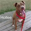 adoptable Dog in  named Hollee