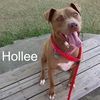 adoptable Dog in  named Hollee