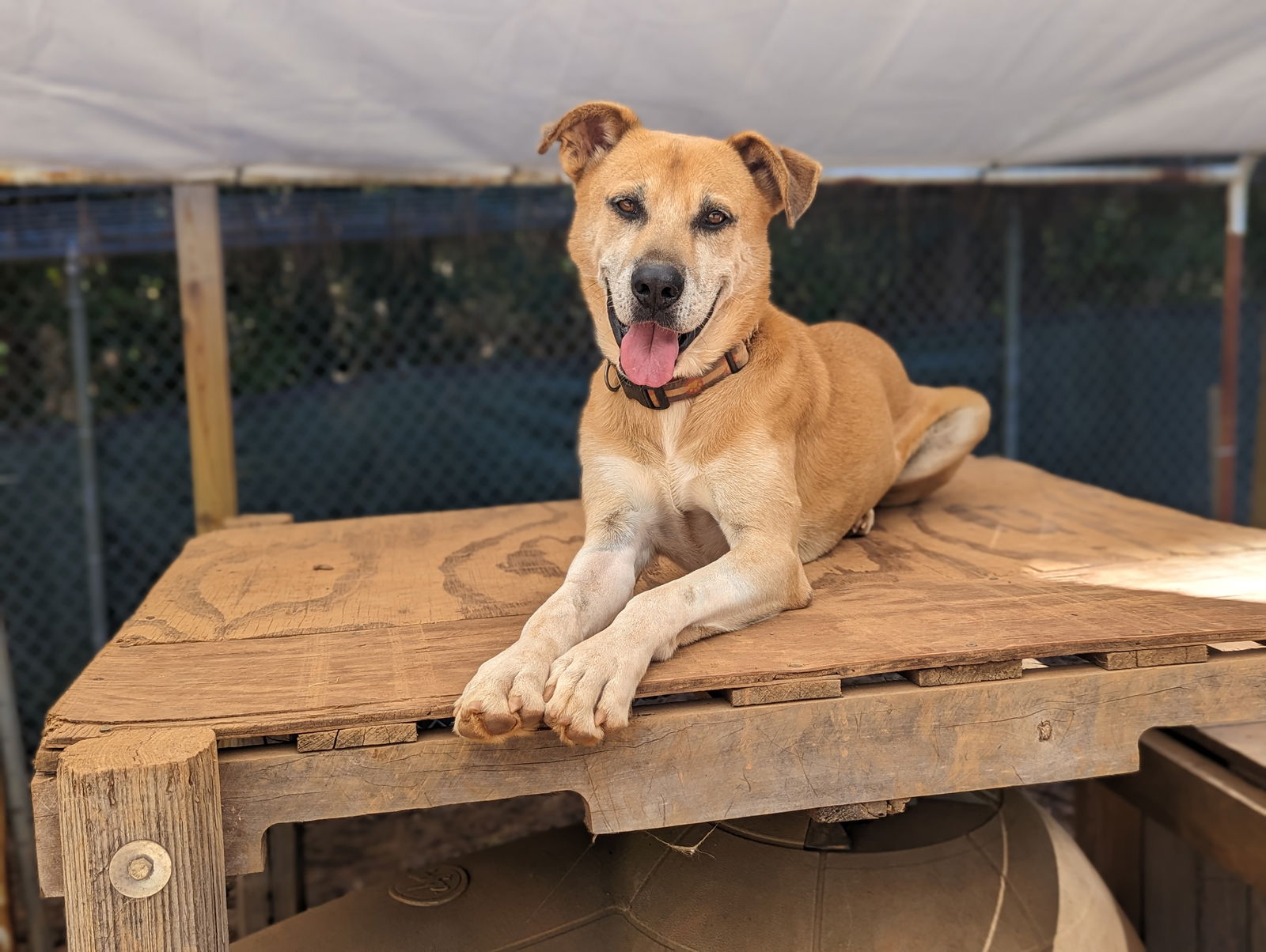 adoptable Dog in Mc Cormick, SC named Rico