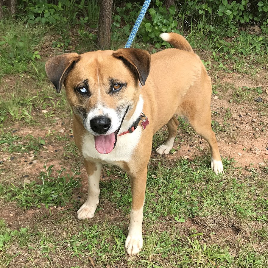 adoptable Dog in Mc Cormick, SC named Chico