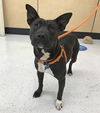 adoptable Dog in Mc Cormick, SC named Parka