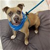 adoptable Dog in  named Gizzy