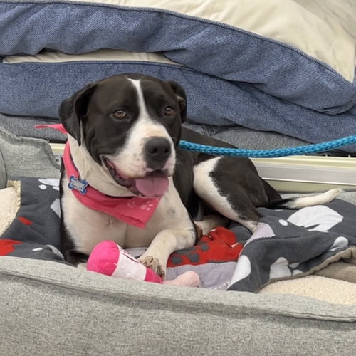 picture of the dog needing adoption