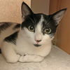 adoptable Cat in Mc Cormick, SC named Alphie