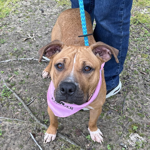 OPAL - Unknown available for adoption