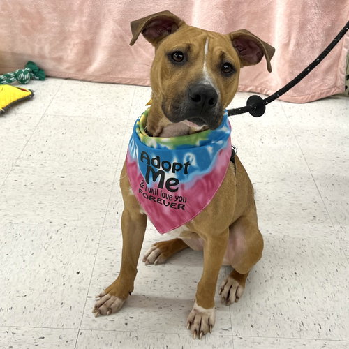 picture of the dog needing adoption