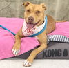 adoptable Dog in mc cormick, SC named Jade