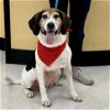 adoptable Dog in  named Dixie
