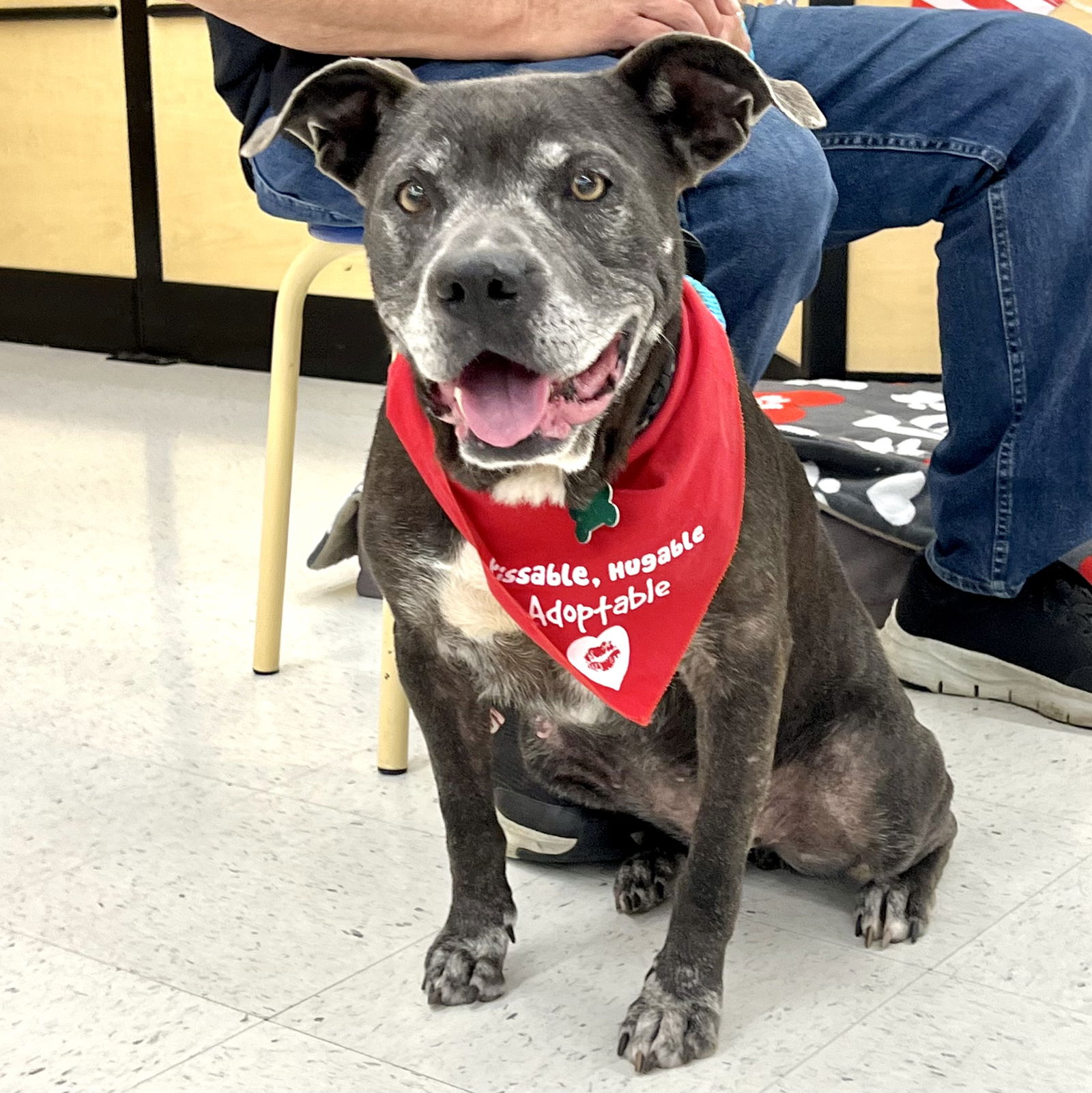 adoptable Dog in Mc Cormick, SC named Pawlina