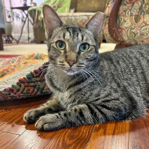 picture of the cat needing adoption