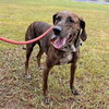 Dobby - Photo 2