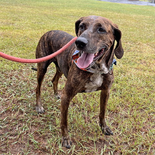 DOBBY - Plott Hound available for adoption