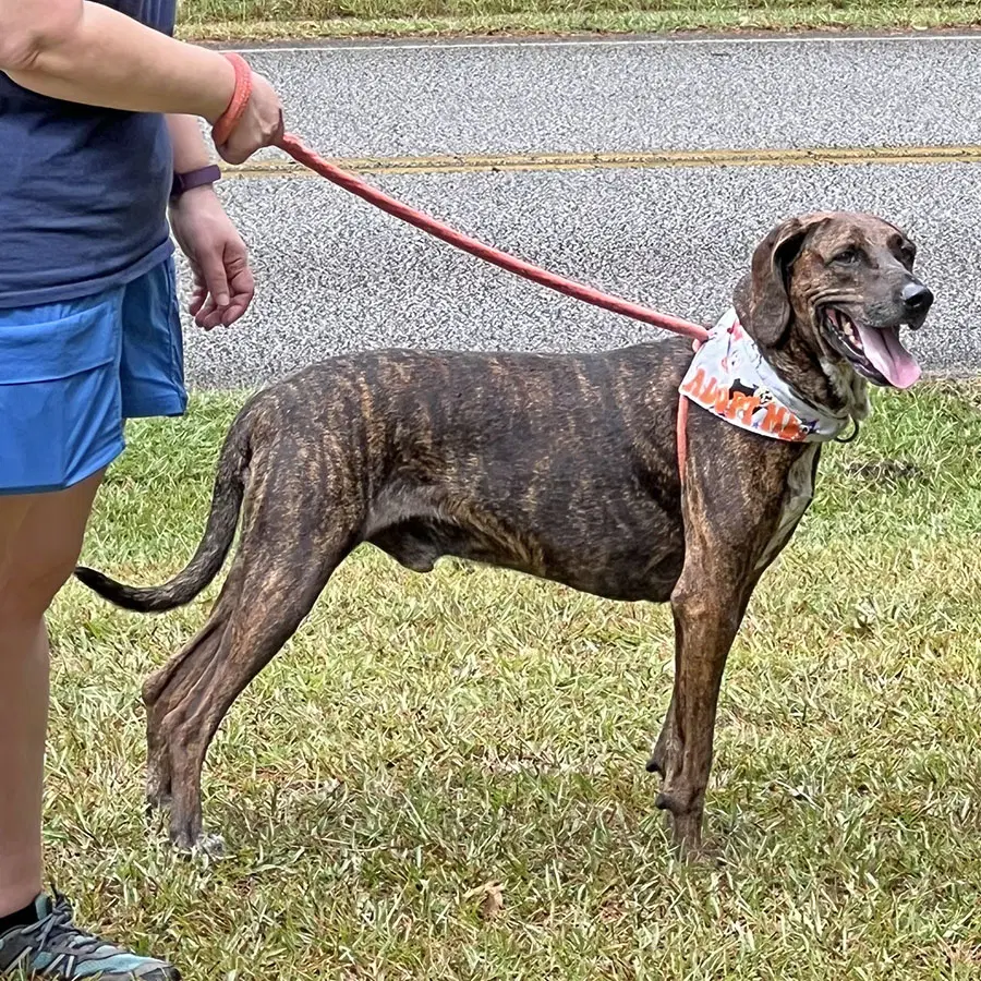 Dobby - Plott Hound