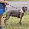 Dobby - Photo 1