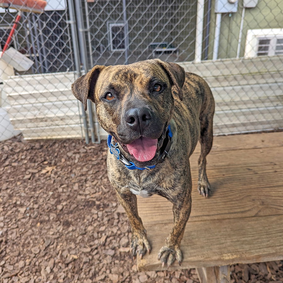 adoptable Dog in Mc Cormick, SC named Brisi